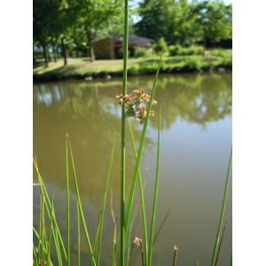 Juncus effusus L. var. effusus