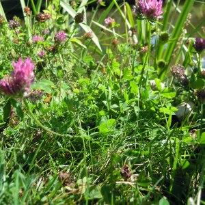 Trifolium pratense proles brachyanthum Rouy (Trèfle commun)