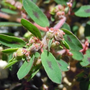 Photographie n°36120 du taxon Euphorbia maculata L. [1753]