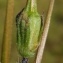  David Mercier - Erodium cicutarium subsp. cicutarium