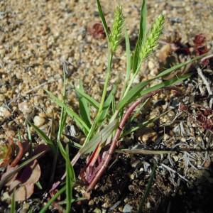 Photographie n°36124 du taxon Setaria viridis (L.) P.Beauv. [1812]