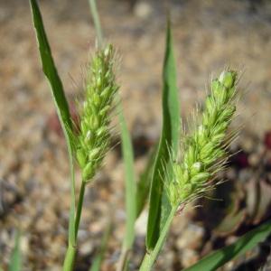 Photographie n°36125 du taxon Setaria viridis (L.) P.Beauv. [1812]