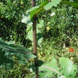 Photographie n°36130 du taxon Lactuca virosa L. [1753]