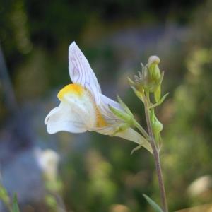 Linaria striata n-var. grandiflora Gren. (Linaire des haies)