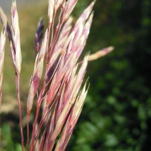 Bromopsis inermis (Leyss.) Holub subsp. inermis (Brome inerme)