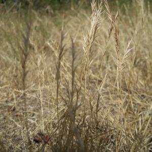 Photographie n°36158 du taxon Vulpia bromoides (L.) Gray [1821]