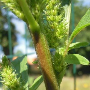  - Amaranthus hybridus subsp. bouchonii (Thell.) O.Bolòs & Vigo [1974]