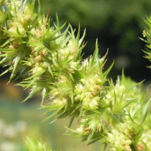 Amaranthus hybridus var. bouchonii (Thell.) Lambinon (Amarante de Bouchon)