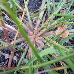 Photographie n°36181 du taxon Panicum L. [1753]