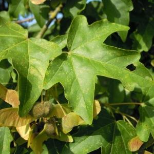 Acer campestre subsp. hebecarpum (DC.) Pax