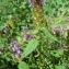  David Mercier - Prunella vulgaris subsp. vulgaris