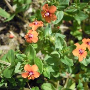 Photographie n°36189 du taxon Anagallis arvensis subsp. arvensis