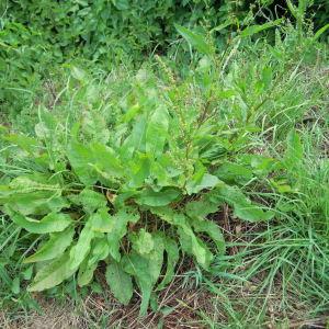  - Rumex x pratensis Mert. & W.D.J.Koch [1826]