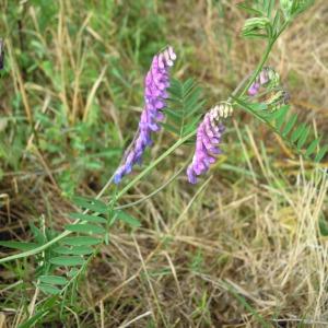 Photographie n°36201 du taxon Vicia cracca subsp. cracca