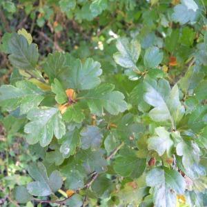 Photographie n°36202 du taxon Crataegus laevigata (Poir.) DC. [1825]