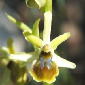 Photographie n°36209 du taxon Ophrys virescens Philippe [1859]