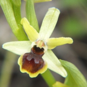 Photographie n°36210 du taxon Ophrys virescens Philippe [1859]