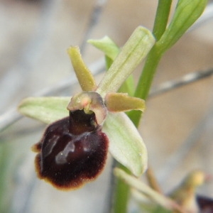 Photographie n°36212 du taxon Ophrys virescens Philippe [1859]