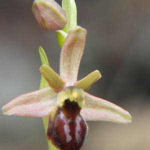 Photographie n°36213 du taxon Ophrys virescens Philippe [1859]