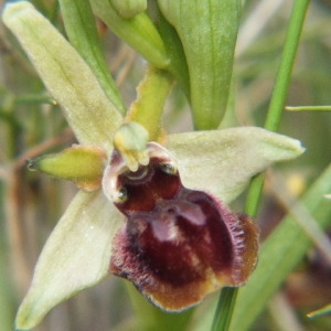 Photographie n°36214 du taxon Ophrys virescens Philippe [1859]