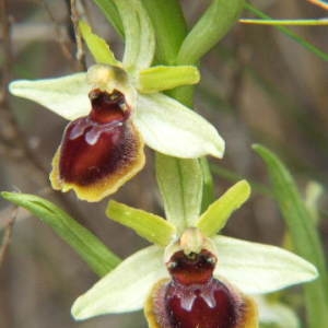 Photographie n°36215 du taxon Ophrys virescens Philippe [1859]
