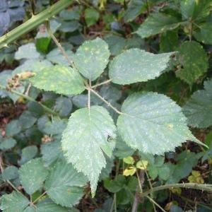  - Rubus bracteatus Boreau [1848]