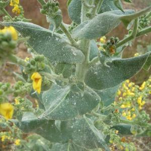 Photographie n°36229 du taxon Verbascum pulverulentum Vill. [1779]