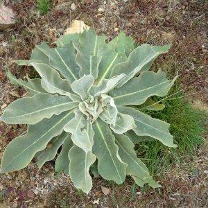 Photographie n°36230 du taxon Verbascum pulverulentum Vill. [1779]