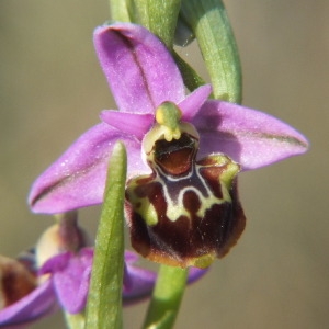 Photographie n°36235 du taxon Ophrys pseudoscolopax (Moggr.) Paulus & Gack [1999]