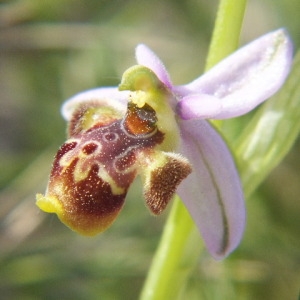 Photographie n°36236 du taxon Ophrys pseudoscolopax (Moggr.) Paulus & Gack [1999]