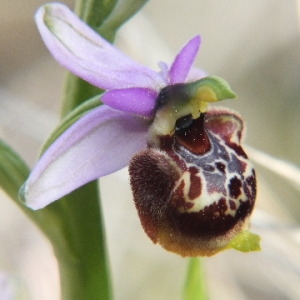 Photographie n°36238 du taxon Ophrys pseudoscolopax (Moggr.) Paulus & Gack [1999]