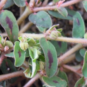 Photographie n°36239 du taxon Euphorbia maculata L. [1753]