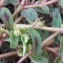 David Mercier - Euphorbia maculata L. [1753]