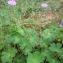  David Mercier - Geranium pyrenaicum subsp. pyrenaicum