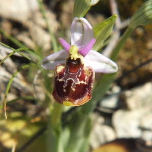 Photographie n°36251 du taxon Ophrys pseudoscolopax (Moggr.) Paulus & Gack [1999]