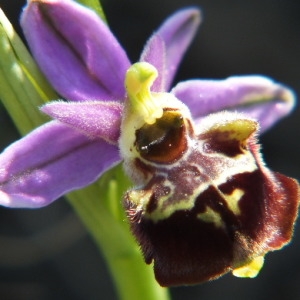 Photographie n°36252 du taxon Ophrys pseudoscolopax (Moggr.) Paulus & Gack [1999]