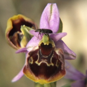 Photographie n°36255 du taxon Ophrys pseudoscolopax (Moggr.) Paulus & Gack [1999]
