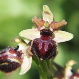 Photographie n°36256 du taxon Ophrys provincialis (Baumann & Künkele) Paulus [1988]