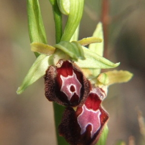 Photographie n°36257 du taxon Ophrys provincialis (Baumann & Künkele) Paulus [1988]