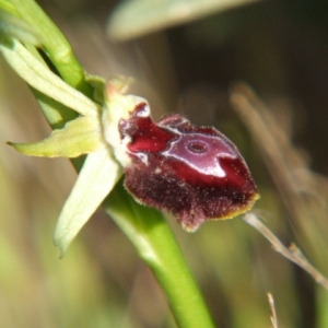 Photographie n°36258 du taxon Ophrys provincialis (Baumann & Künkele) Paulus [1988]