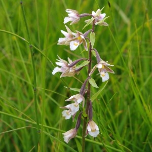 Photographie n°36260 du taxon Epipactis palustris (L.) Crantz [1769]