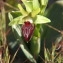  BERNARD Ginesy - Ophrys provincialis (Baumann & Künkele) Paulus [1988]