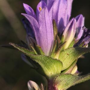 Photographie n°36268 du taxon Campanula glomerata L.