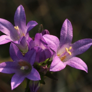 Photographie n°36271 du taxon Campanula glomerata L.