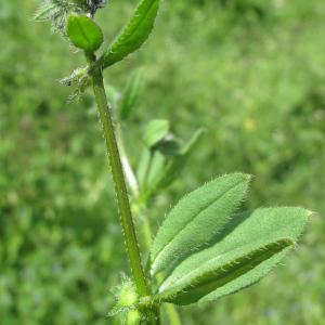 Photographie n°36275 du taxon Asperugo procumbens L. [1753]