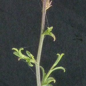 Photographie n°36287 du taxon Plumbago europaea L. [1753]