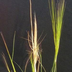 Photographie n°36292 du taxon Stipa capensis Thunb. [1794]