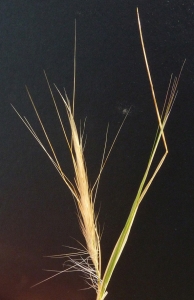 Bertrand BUI, le 22 juin 2011 (Martigues (Sainte Croix))
