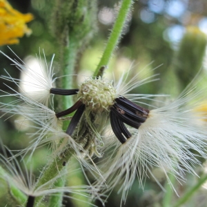 Photographie n°36304 du taxon Hieracium murorum L. [1753]