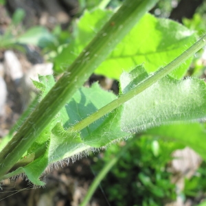 Photographie n°36306 du taxon Hieracium murorum L. [1753]